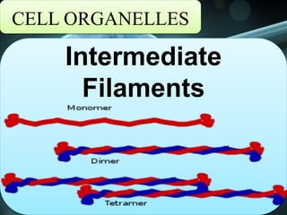 CELL ORGANELLES
Intermediate
Filaments
 