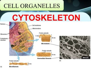 CELL ORGANELLES
CYTOSKELETON
 