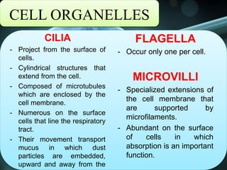 CELL ORGANELLES
CILIA
- Project from the surface of
cells.
- Cylindrical structures that
extend from the cell.
- Composed of microtubules
which are enclosed by the
cell membrane.
- Numerous on the surface
cells that line the respiratory
tract.
- Their movement transport
mucus in which dust
particles are embedded,
upward and away from the
FLAGELLA
- Occur only one per cell.
MICROVILLI
- Specialized extensions of
the cell membrane that
are supported by
microfilaments.
- Abundant on the surface
of cells in which
absorption is an important
function.
 