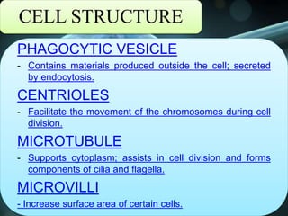 CELL STRUCTURE
PHAGOCYTIC VESICLE
- Contains materials produced outside the cell; secreted
by endocytosis.
CENTRIOLES
- Facilitate the movement of the chromosomes during cell
division.
MICROTUBULE
- Supports cytoplasm; assists in cell division and forms
components of cilia and flagella.
MICROVILLI
- Increase surface area of certain cells.
 
