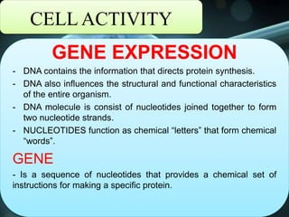 CELL ACTIVITY
GENE EXPRESSION
- DNA contains the information that directs protein synthesis.
- DNA also influences the structural and functional characteristics
of the entire organism.
- DNA molecule is consist of nucleotides joined together to form
two nucleotide strands.
- NUCLEOTIDES function as chemical “letters” that form chemical
“words”.
GENE
- Is a sequence of nucleotides that provides a chemical set of
instructions for making a specific protein.
 