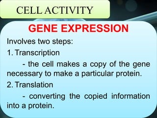 CELL ACTIVITY
GENE EXPRESSION
Involves two steps:
1. Transcription
- the cell makes a copy of the gene
necessary to make a particular protein.
2. Translation
- converting the copied information
into a protein.
 