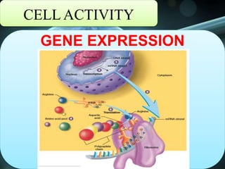 CELL ACTIVITY
GENE EXPRESSION
 