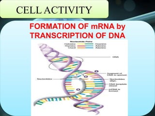 CELL ACTIVITY
FORMATION OF mRNA by
TRANSCRIPTION OF DNA
 