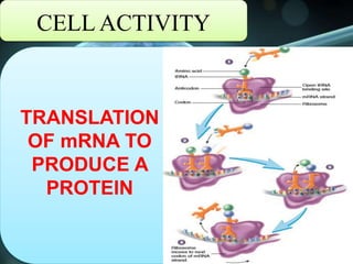 CELL ACTIVITY
TRANSLATION
OF mRNA TO
PRODUCE A
PROTEIN
 