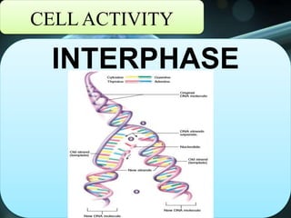 CELL ACTIVITY
INTERPHASE
 