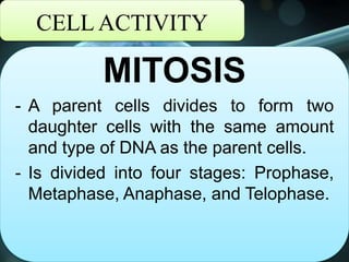 CELL ACTIVITY
MITOSIS
- A parent cells divides to form two
daughter cells with the same amount
and type of DNA as the parent cells.
- Is divided into four stages: Prophase,
Metaphase, Anaphase, and Telophase.
 
