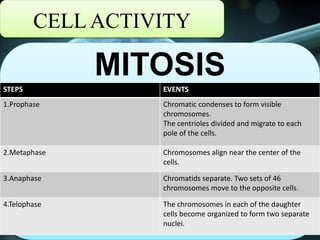 CELL ACTIVITY
MITOSIS
STEPS EVENTS
1.Prophase Chromatic condenses to form visible
chromosomes.
The centrioles divided and migrate to each
pole of the cells.
2.Metaphase Chromosomes align near the center of the
cells.
3.Anaphase Chromatids separate. Two sets of 46
chromosomes move to the opposite cells.
4.Telophase The chromosomes in each of the daughter
cells become organized to form two separate
nuclei.
 