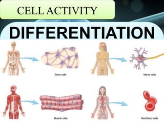 CELL ACTIVITY
DIFFERENTIATION
 