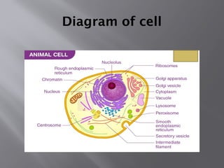 Comprehensive Overview of Cell Structure and Functions in Biology | PPTX