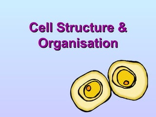 Cell Structure &
 Organisation
 