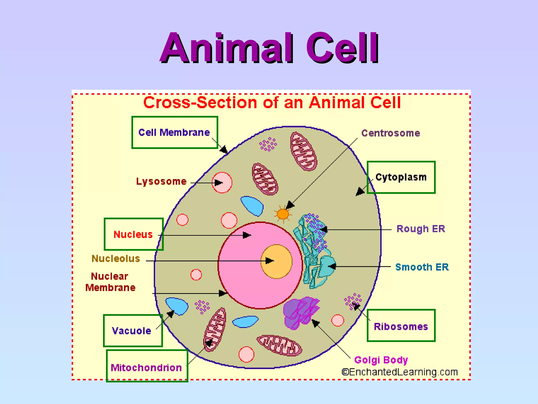 Animal Cell 