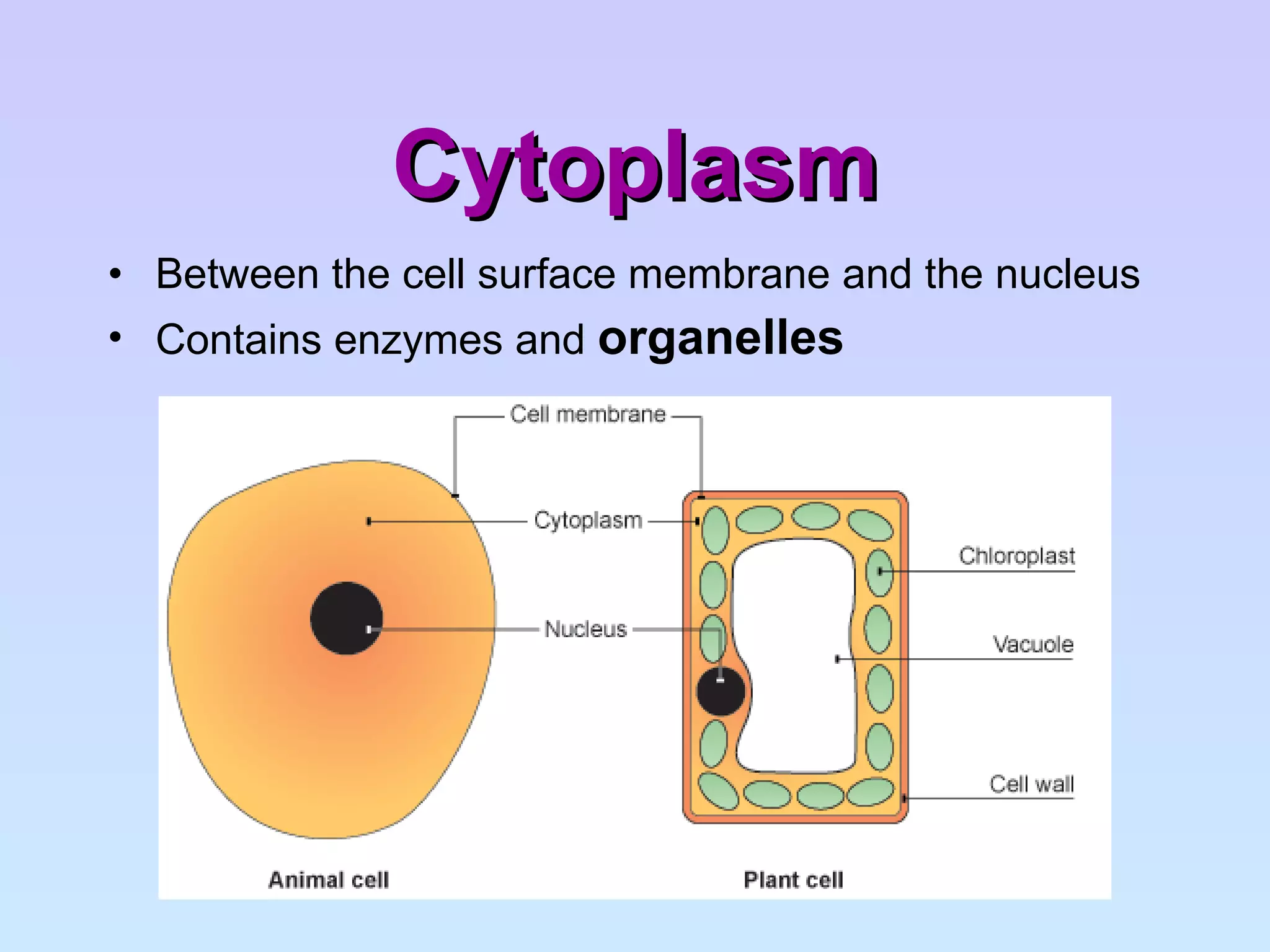 Cytoplasm Between the cell surface membrane and the nucleus Contains enzymes and  organelles 