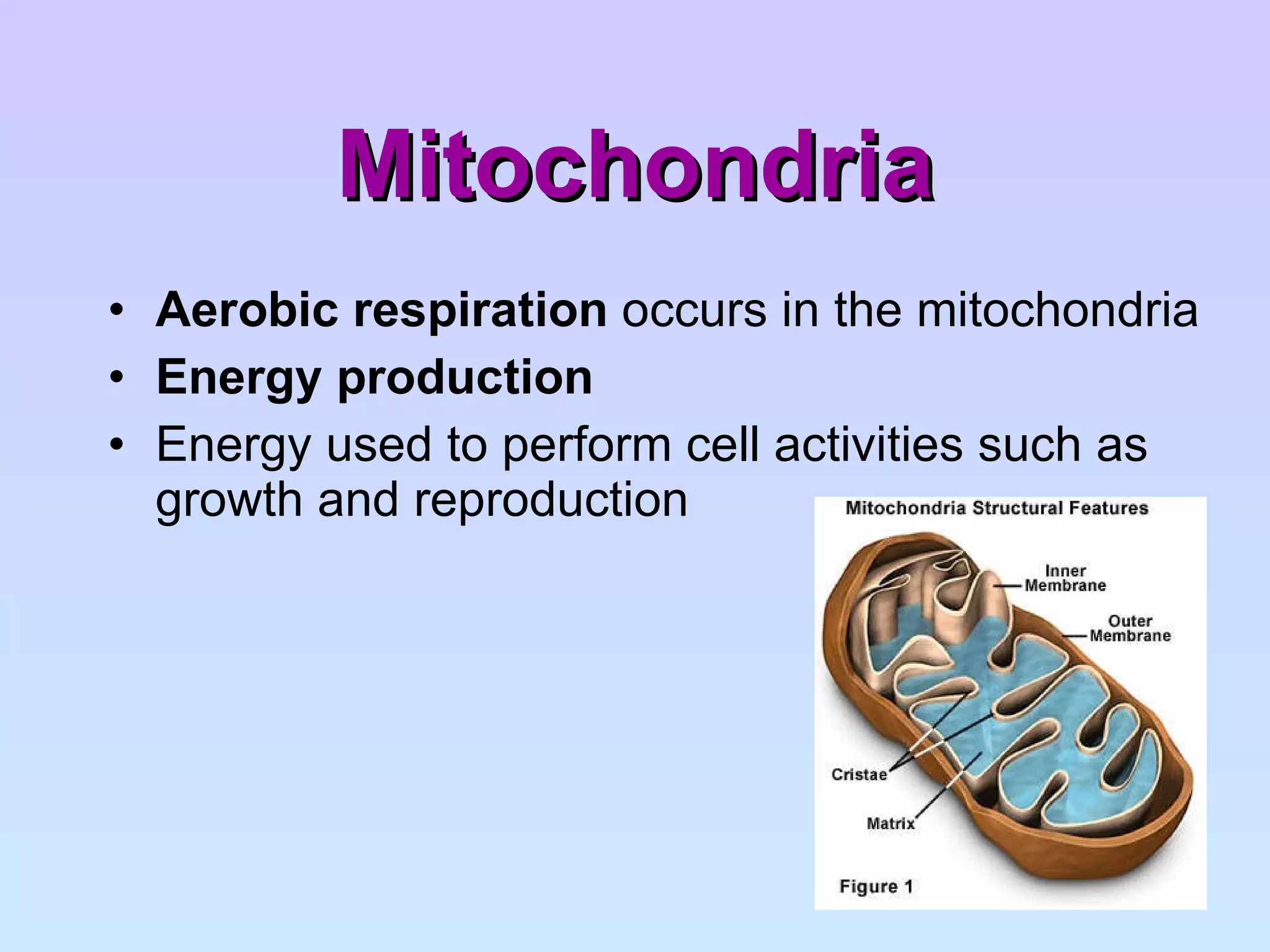Mitochondria Aerobic respiration  occurs in the mitochondria Energy production Energy used to perform cell activities such as growth and reproduction 