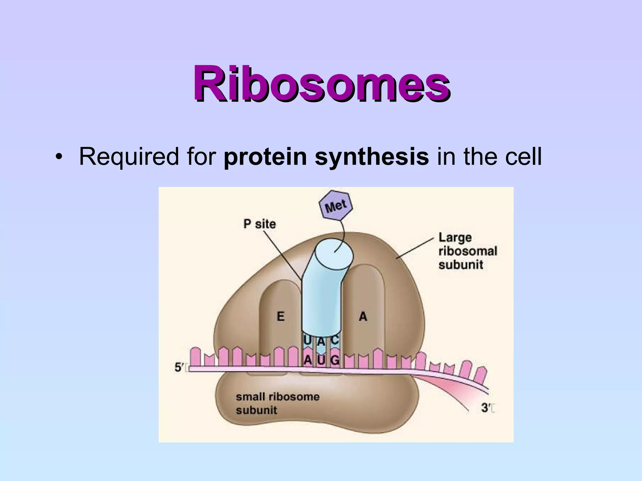 Ribosomes Required for  protein synthesis  in the cell 