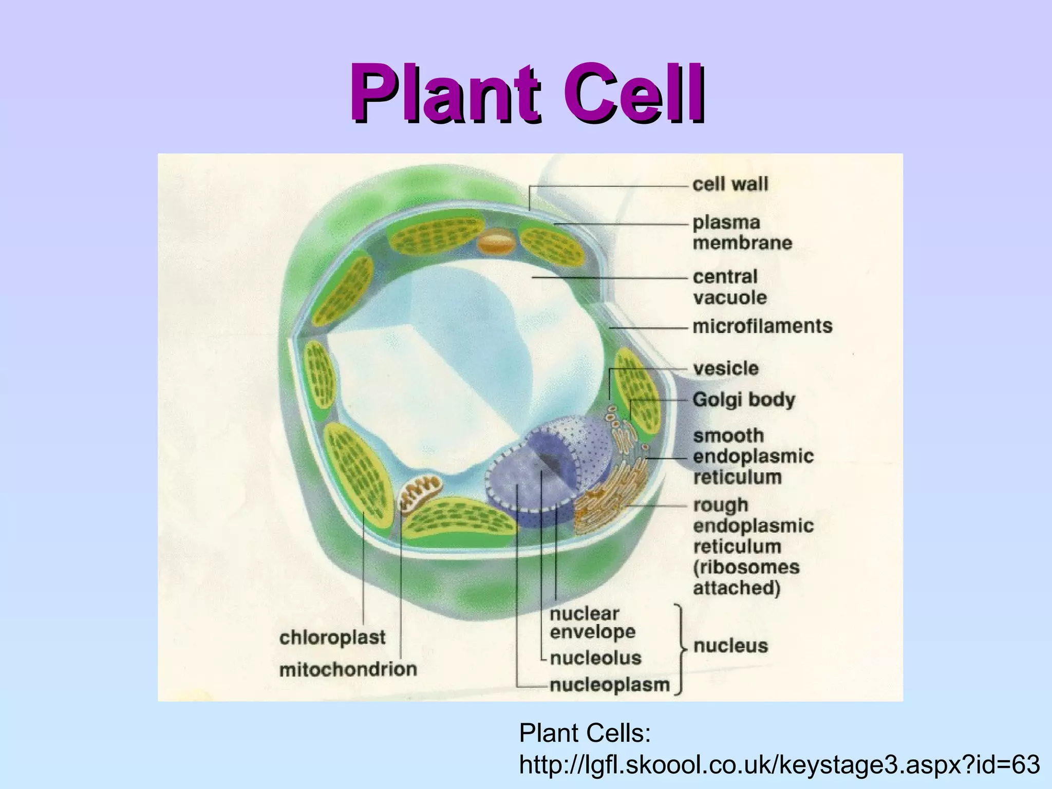 Plant Cell Plant Cells: http://lgfl.skoool.co.uk/keystage3.aspx?id=63 