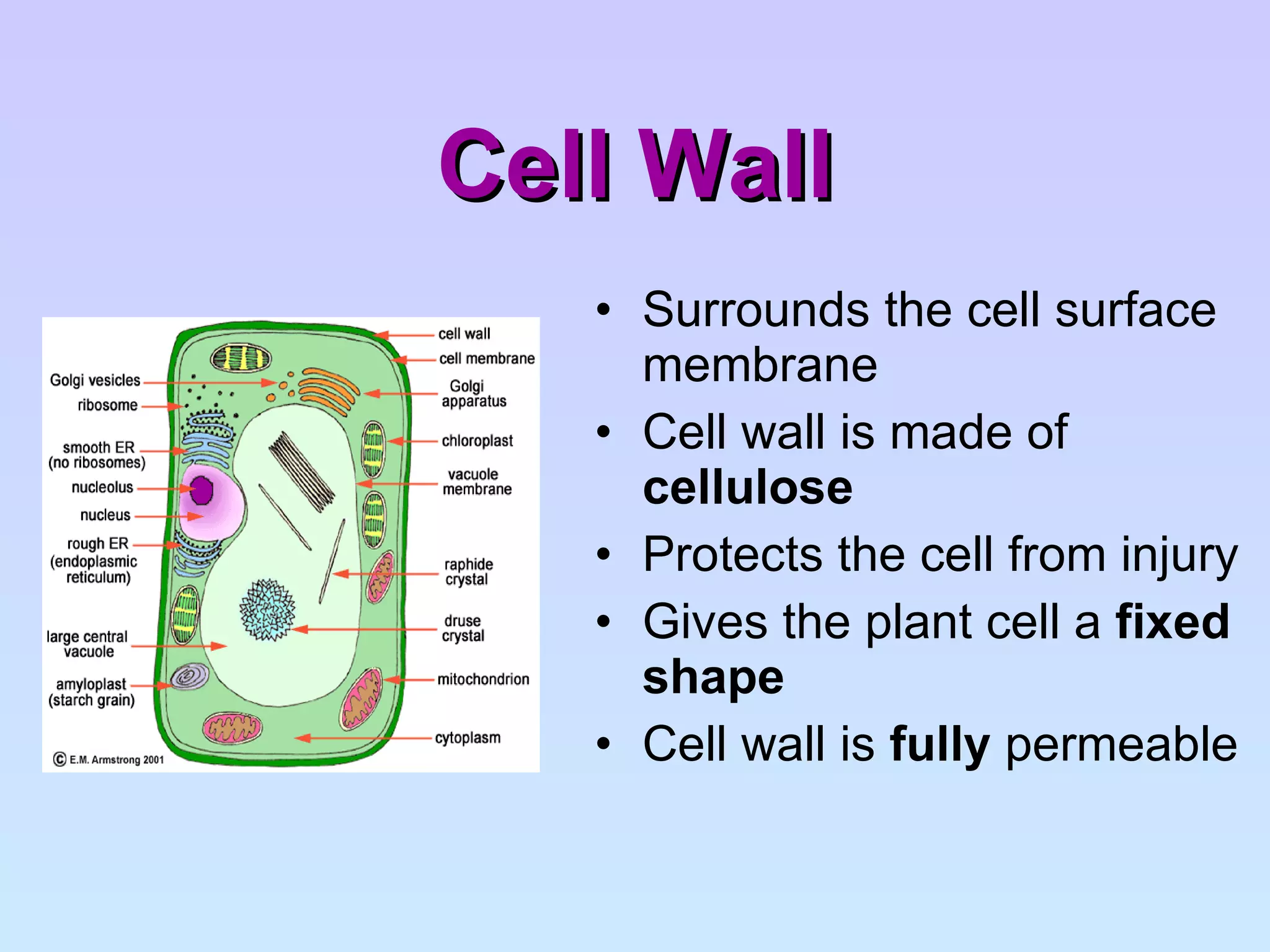 Cell Wall Surrounds the cell surface membrane Cell wall is made of  cellulose Protects the cell from injury Gives the plant cell a  fixed shape Cell wall is  fully  permeable 