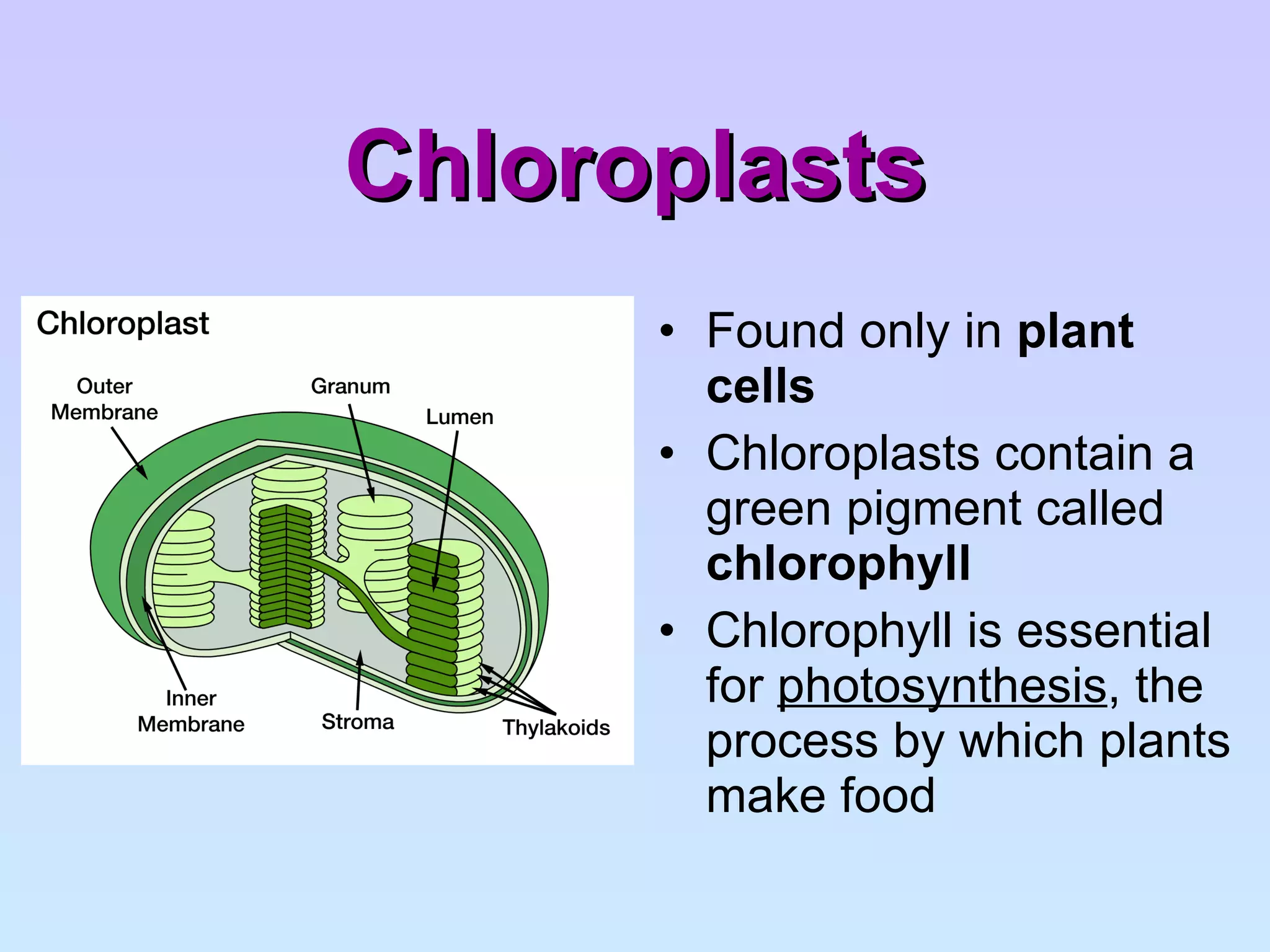 Chloroplasts Found only in  plant cells Chloroplasts contain a green pigment called  chlorophyll Chlorophyll is essential for  photosynthesis , the process by which plants make food 