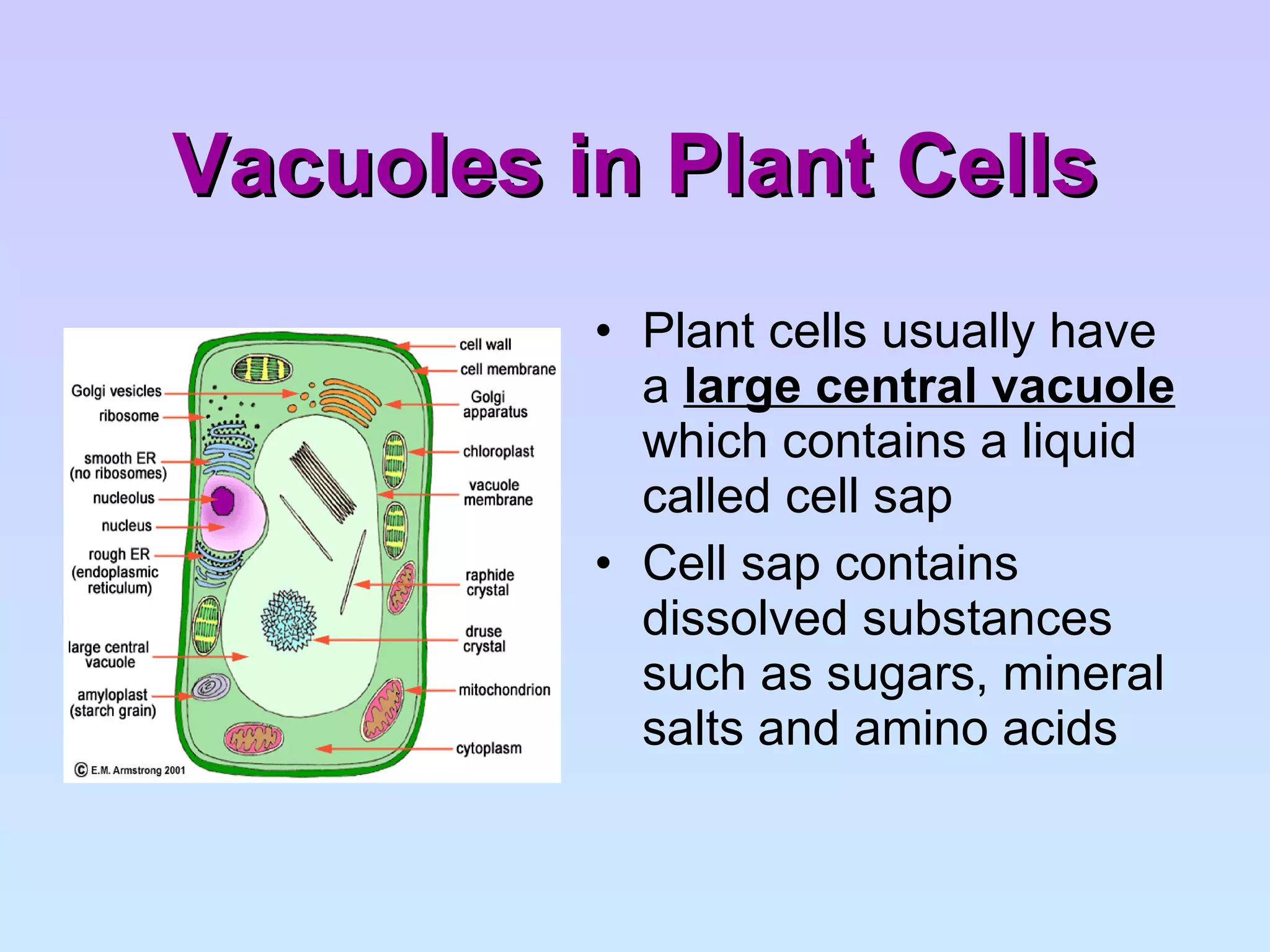 Vacuoles in Plant Cells Plant cells usually have a  large central vacuole  which contains a liquid called cell sap Cell sap contains dissolved substances such as sugars, mineral salts and amino acids 