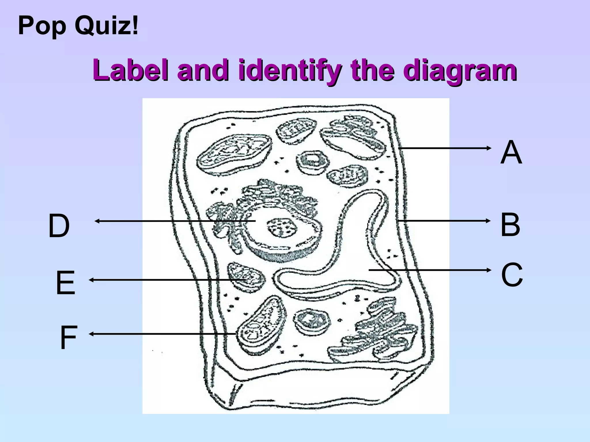 Pop Quiz! Label and identify the diagram A B C F D E 