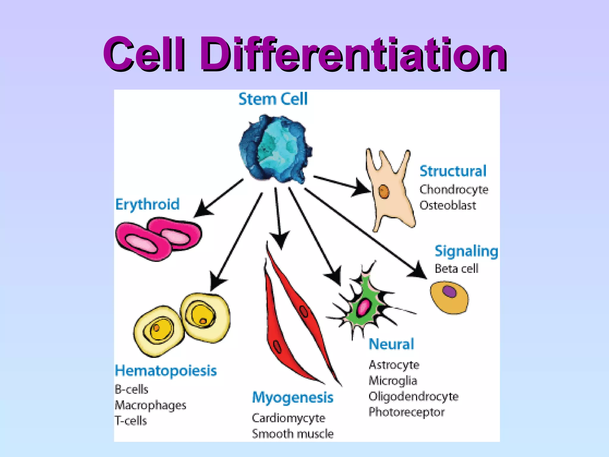 Cell Differentiation 