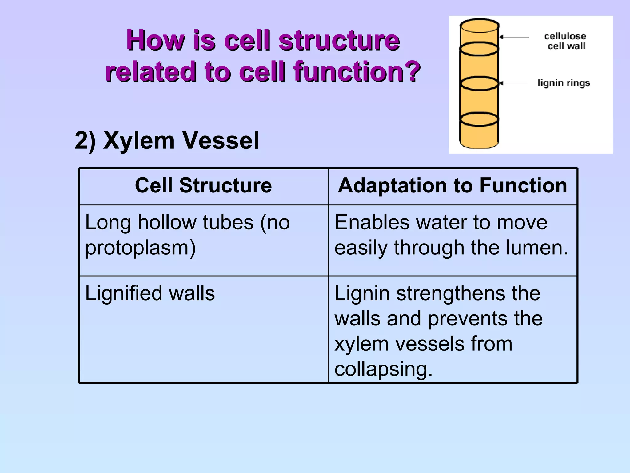 How is cell structure related to cell function? 2) Xylem Vessel Lignin strengthens the walls and prevents the xylem vessels from collapsing. Lignified walls Enables water to move easily through the lumen. Long hollow tubes (no protoplasm) Adaptation to Function Cell Structure 