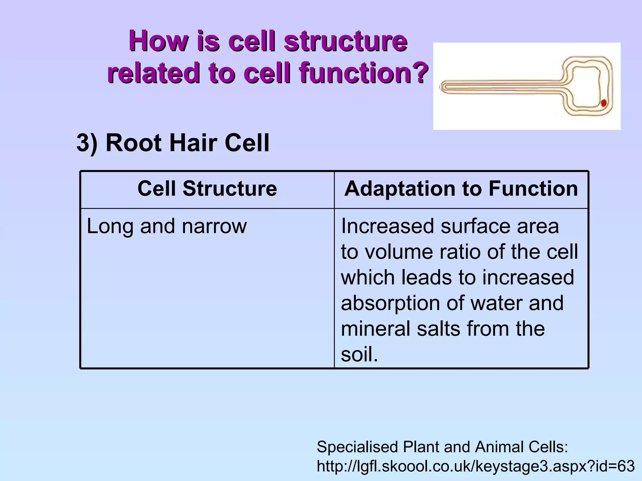 How is cell structure related to cell function? 3) Root Hair Cell Specialised Plant and Animal Cells: http://lgfl.skoool.co.uk/keystage3.aspx?id=63 Increased surface area to volume ratio of the cell which leads to increased absorption of water and mineral salts from the soil. Long and narrow Adaptation to Function Cell Structure 
