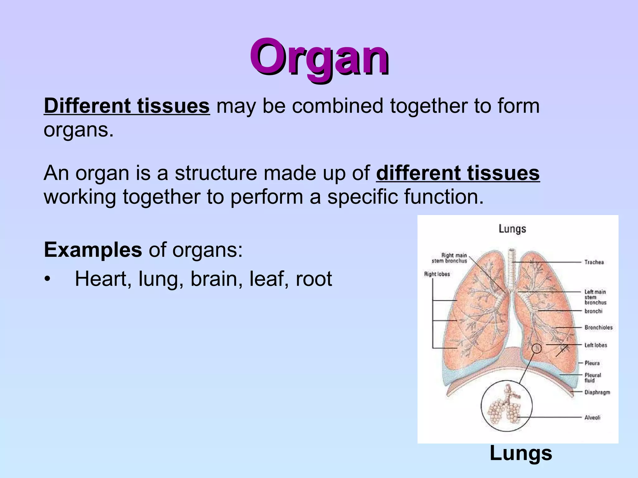 Organ Different tissues  may be combined together to form organs.  An organ is a structure made up of  different tissues  working together to perform a specific function. Examples  of organs: Heart, lung, brain, leaf, root Lungs 