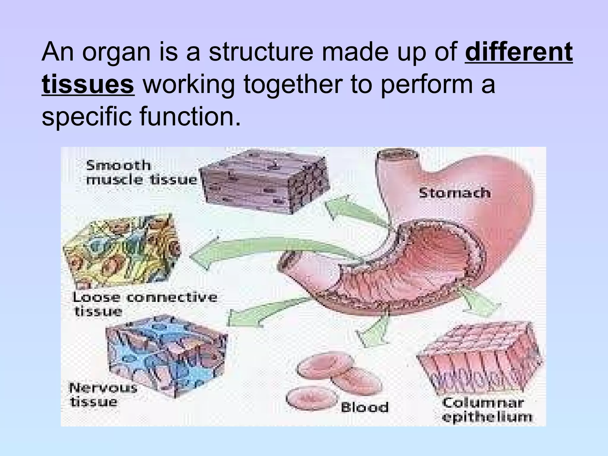 An organ is a structure made up of  different tissues  working together to perform a specific function. 