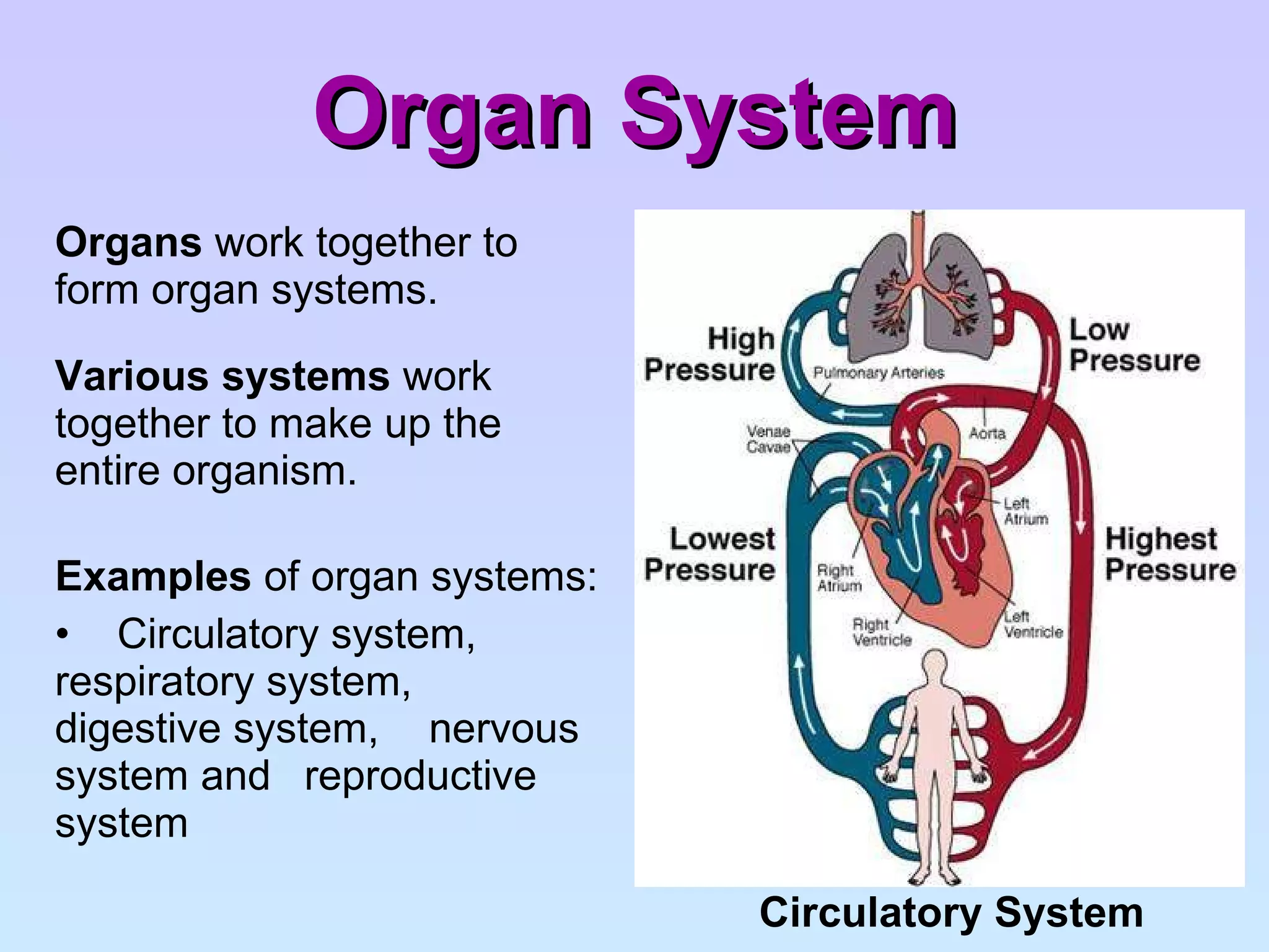 Organ System Organs  work together to form organ systems. Various systems  work together to make up the entire organism. Examples  of organ systems: Circulatory system,  respiratory system,  digestive system,  nervous system and  reproductive system Circulatory System 
