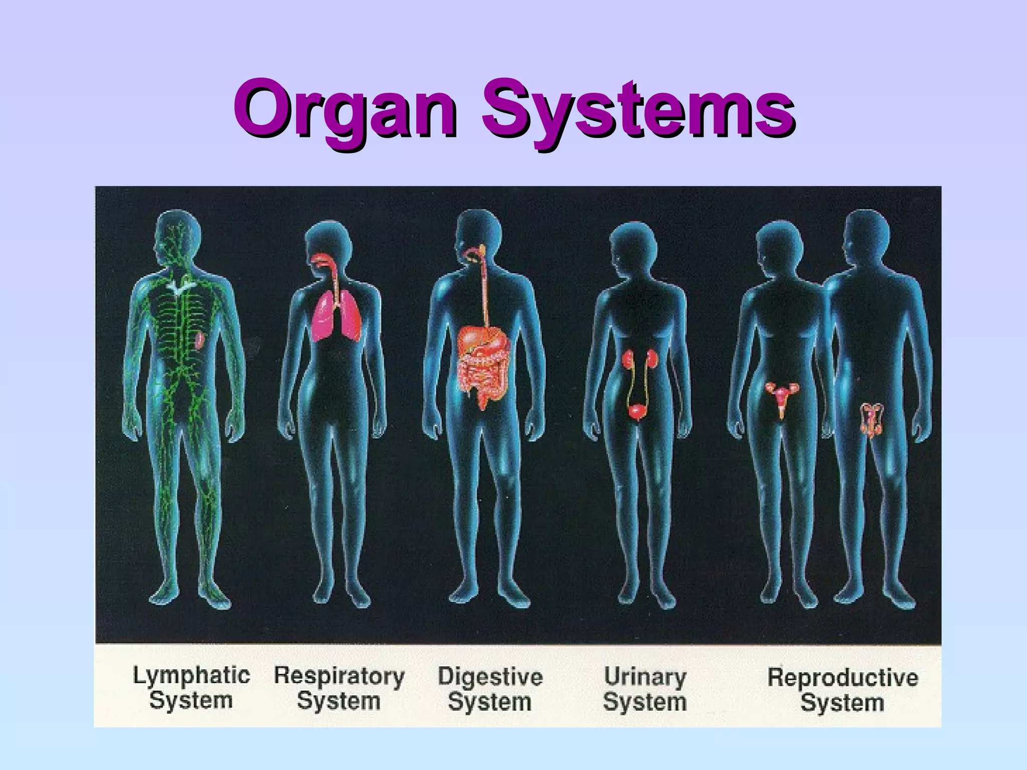 Organ Systems 