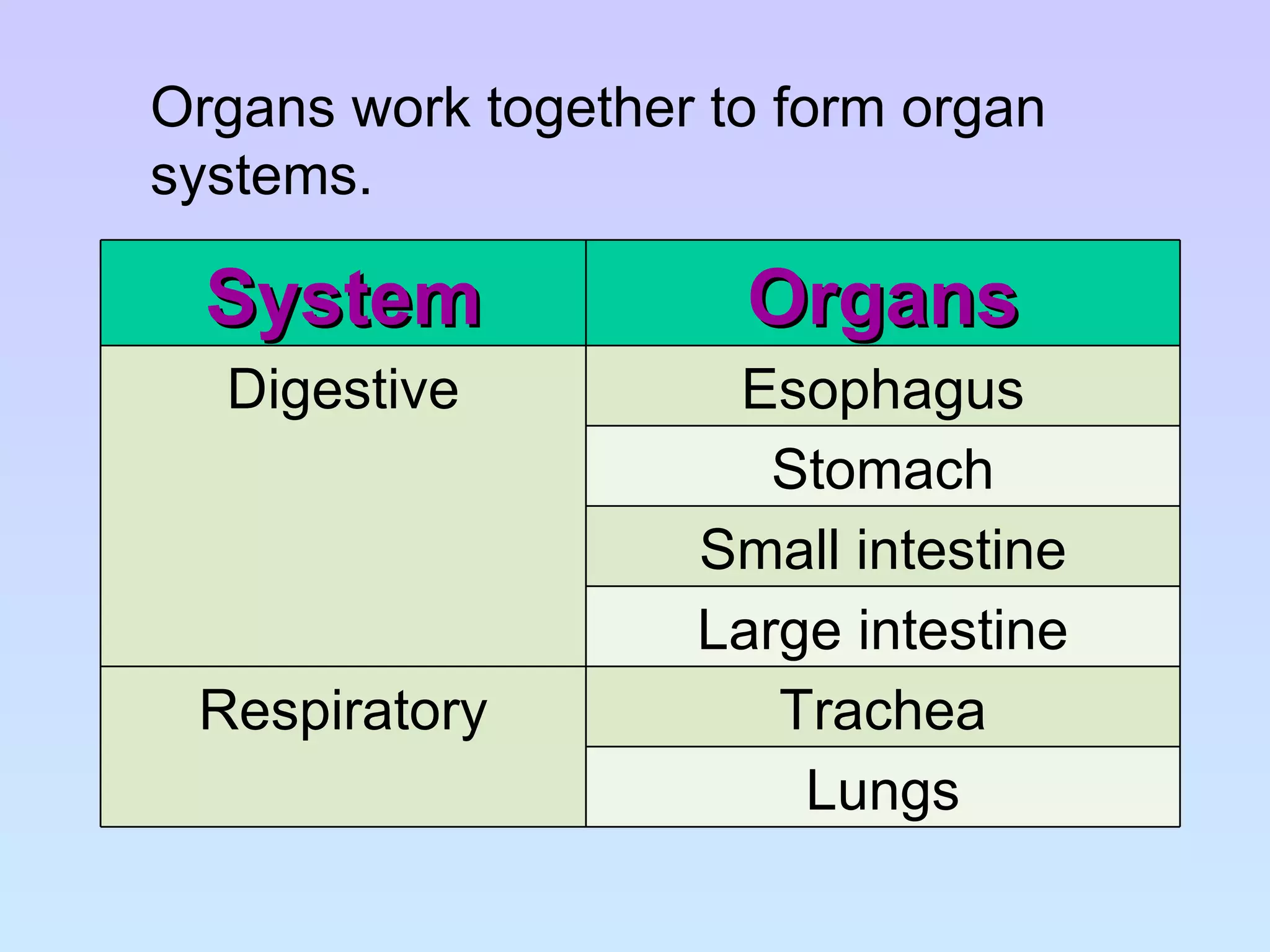 Organs work together to form organ systems. System Organs Digestive Esophagus Stomach Small intestine Large intestine Respiratory Trachea Lungs 