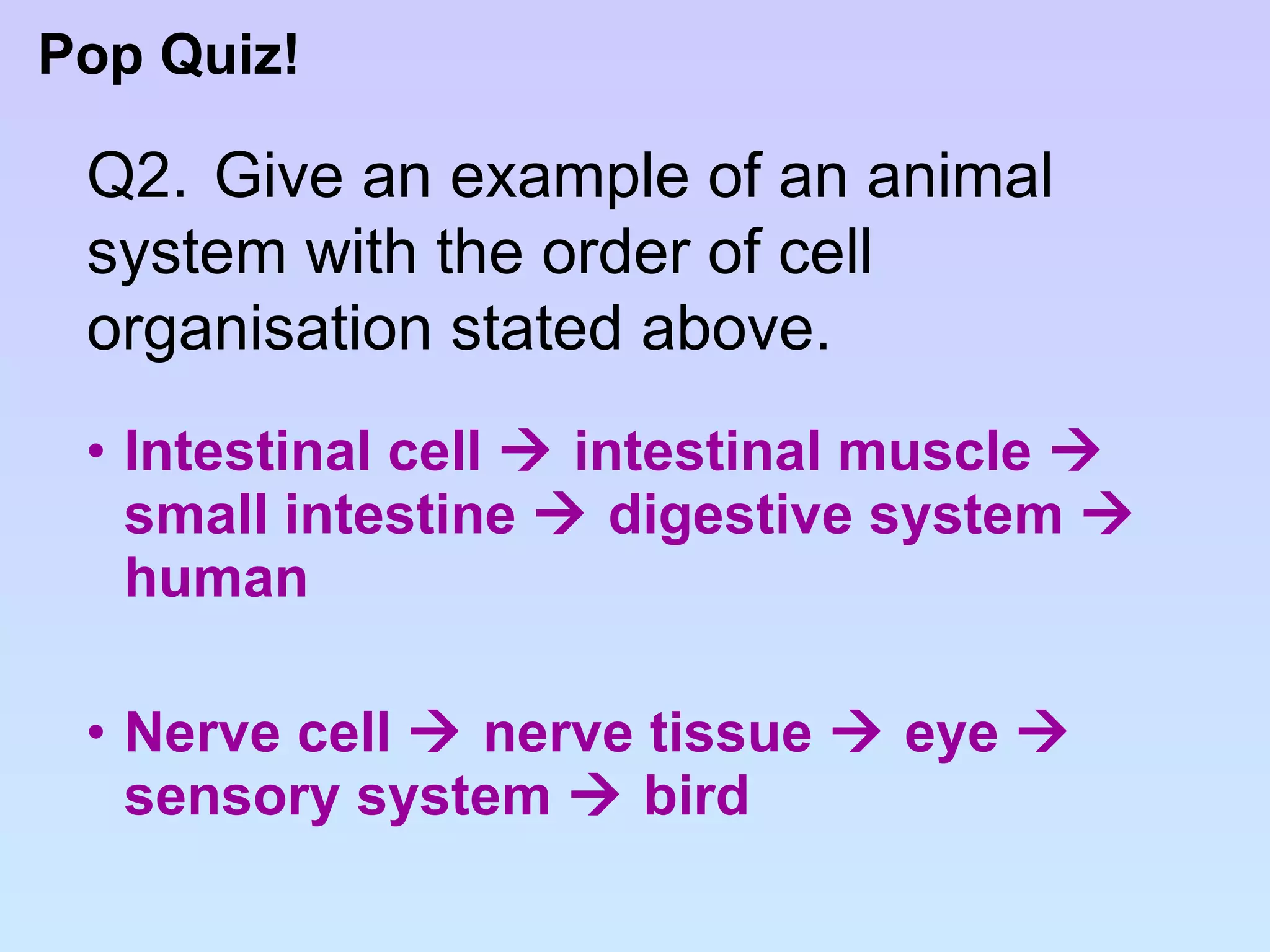 Intestinal cell    intestinal muscle    small intestine    digestive system    human Nerve cell    nerve tissue    eye    sensory system    bird Pop Quiz! Q2. Give an example of an animal  system with the order of cell  organisation stated above. 