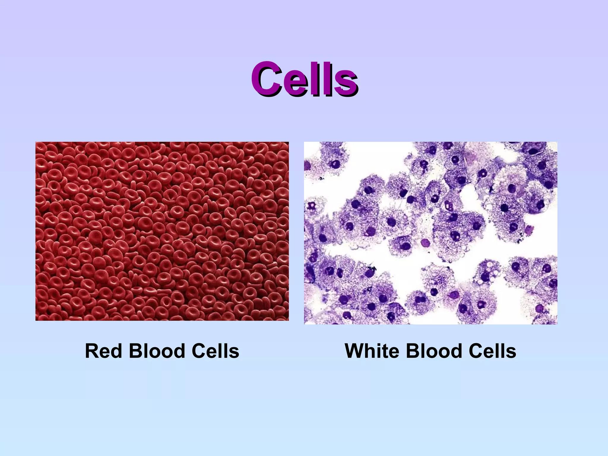Cells White Blood Cells Red Blood Cells 