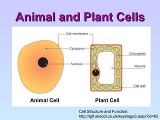 Animal and Plant Cells Animal Cell Plant Cell Cell Structure and Function: http://lgfl.skoool.co.uk/keystage3.aspx?id=63 