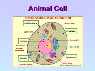 Animal Cell 