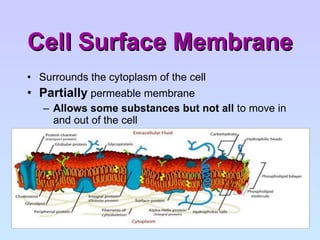 Cell Surface Membrane Surrounds the cytoplasm of the cell Partially  permeable membrane Allows some substances but not all  to move in and out of the cell  