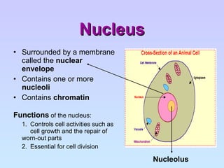 Nucleus Surrounded by a membrane called the  nuclear envelope Contains one or more  nucleoli  Contains  chromatin Functions  of the nucleus: 1.  Controls cell activities such as  cell growth and the repair of  worn-out parts 2.  Essential for cell division Nucleolus 