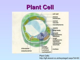 Plant Cell Plant Cells: http://lgfl.skoool.co.uk/keystage3.aspx?id=63 