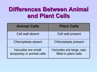Differences Between Animal and Plant Cells Vacuoles are large, sap-filled in plant cells Vacuoles are small, temporary in animal cells Chloroplasts present Chloroplasts absent Cell wall present Cell wall absent Plant Cells Animal Cells 