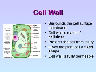 Cell Wall Surrounds the cell surface membrane Cell wall is made of  cellulose Protects the cell from injury Gives the plant cell a  fixed shape Cell wall is  fully  permeable 