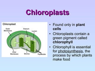 Chloroplasts Found only in  plant cells Chloroplasts contain a green pigment called  chlorophyll Chlorophyll is essential for  photosynthesis , the process by which plants make food 