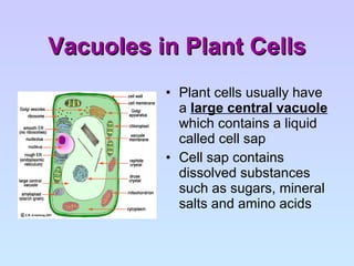 Vacuoles in Plant Cells Plant cells usually have a  large central vacuole  which contains a liquid called cell sap Cell sap contains dissolved substances such as sugars, mineral salts and amino acids 