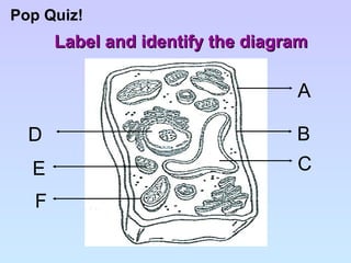 Pop Quiz! Label and identify the diagram A B C F D E 