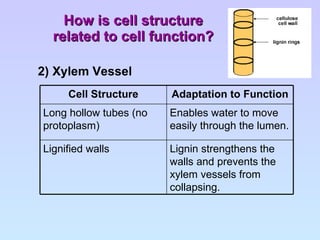 How is cell structure related to cell function? 2) Xylem Vessel Lignin strengthens the walls and prevents the xylem vessels from collapsing. Lignified walls Enables water to move easily through the lumen. Long hollow tubes (no protoplasm) Adaptation to Function Cell Structure 