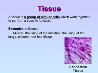 Tissue A tissue is  a group of similar cells  which work together to perform a specific function. Examples  of tissues: Muscle, the lining of the intestine, the lining of the  lungs, phloem, root hair tissue Connective Tissue 