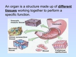 An organ is a structure made up of  different tissues  working together to perform a specific function. 
