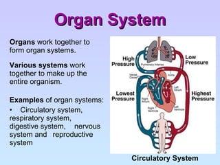Organ System Organs  work together to form organ systems. Various systems  work together to make up the entire organism. Examples  of organ systems: Circulatory system,  respiratory system,  digestive system,  nervous system and  reproductive system Circulatory System 