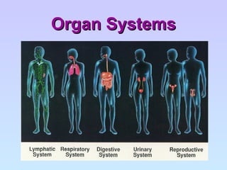 Organ Systems 