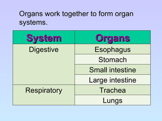Organs work together to form organ systems. System Organs Digestive Esophagus Stomach Small intestine Large intestine Respiratory Trachea Lungs 
